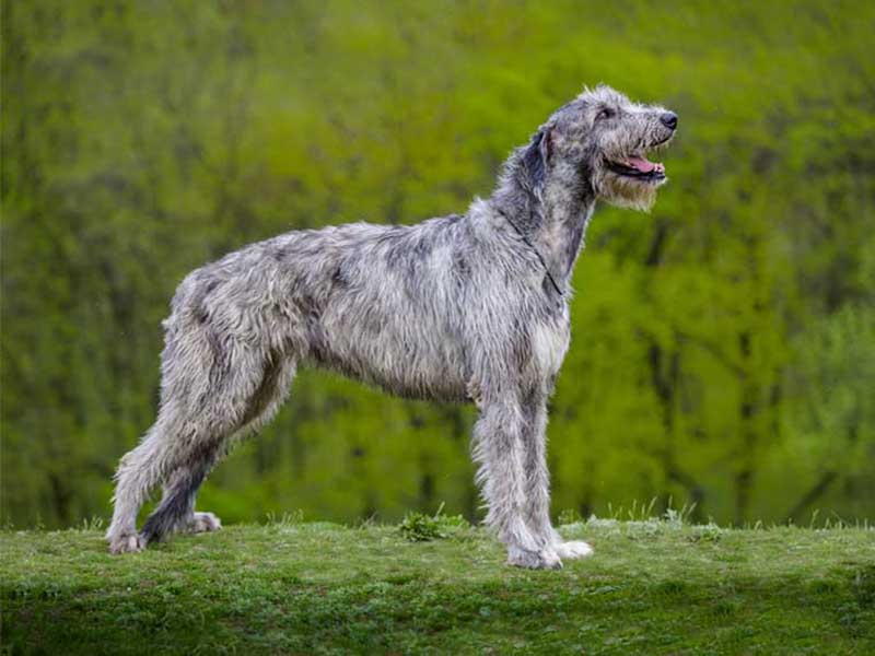 Everything You Wanted To Know About Irish Wolfhounds